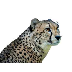 Stunning Portrait Of A Cheetah Showcasing Its Distinct Spots And Intense Gaze. 14919 - Cat PNG image with transparent background